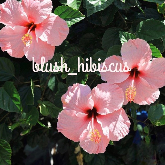 Meet your Posher, Ella - Picture 1 of 1